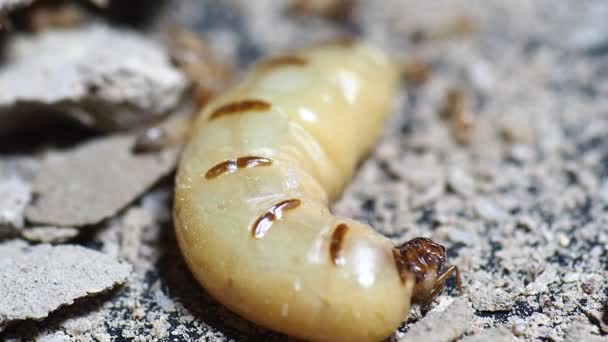 Mamele Mari Termite Care Depun Ouă Pentru Crește Populația Termite — Videoclip de stoc