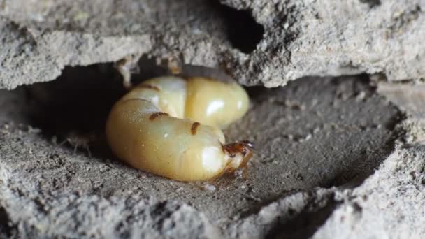 Large Termite Mothers Laying Eggs Increase Termite Population — Stock Video
