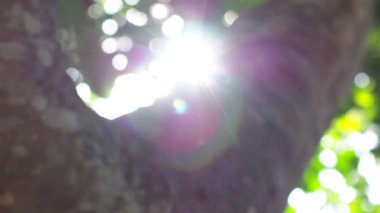 Doğanın geçmişi için video. Doğadaki yaprakların deseni ışıkla parlıyor..