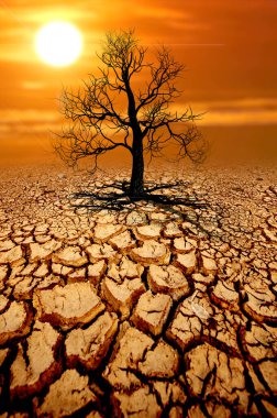 Ağaçlar kuraklıktan çatlamış topraklarda ölüyor. küresel ısınma ve çevre kavramı