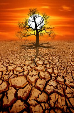 Ağaçlar kuraklıktan çatlamış topraklarda ölüyor. küresel ısınma ve çevre kavramı