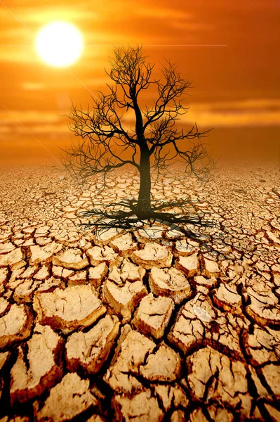 Δέντρα Πεθαίνουν Ραγισμένο Έδαφος Από Την Ξηρασία Έννοια Της Υπερθέρμανσης — Φωτογραφία Αρχείου