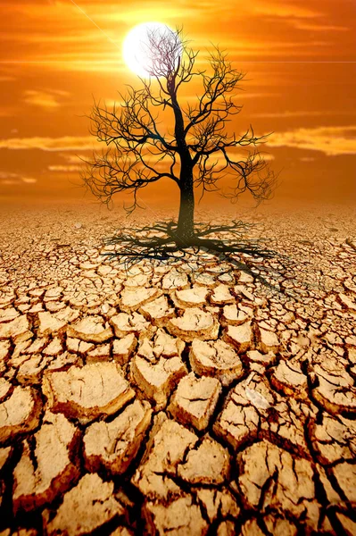 木は干ばつによって割れた土で死ぬ 地球温暖化と環境の概念 — ストック写真