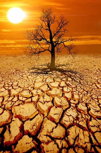 나무는 가뭄때문에 갈라진 땅에서 죽는다 온난화 — 스톡 사진