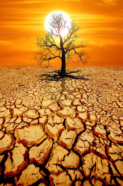 Trees Die Cracked Soil Drought Global Warming Environment Concept — Stock Photo, Image