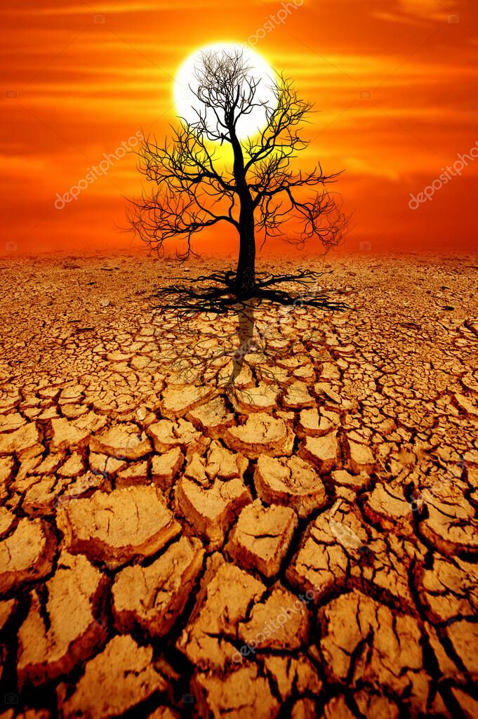 Los árboles mueren en suelo agrietado por la sequía. calentamiento