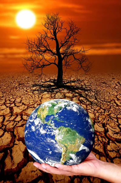 Trees Die Cracked Soil Drought Global Warming Environment Concept — Stock Photo, Image