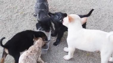 Evsiz hayvanların açık havada beslenmesi, hayvan konsepti 