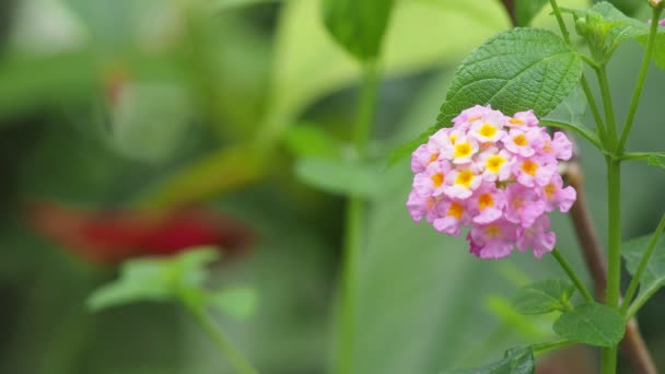 Mooie Bloemen Met Heldere Kleuren Geven Frisheid — Stockvideo