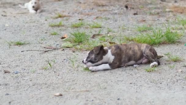 Vue Des Animaux Sans Abri Jouant Extérieur Concept Animal — Video