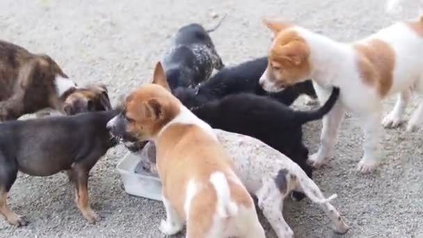Visão Animais Desabrigados Alimentando Livre Conceito Animal — Vídeo de Stock
