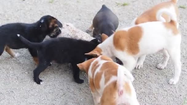 Visão Animais Desabrigados Alimentando Livre Conceito Animal — Vídeo de Stock