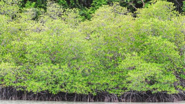 Nehir üzerindeki yeşil yaprakların manzarası