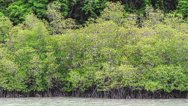 Blick Auf Grüne Blätter Über Den Fluss — Stockfoto