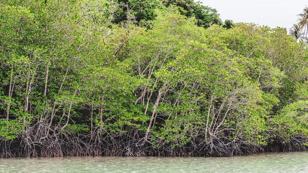 Blick Auf Grüne Blätter Über Den Fluss — Stockfoto