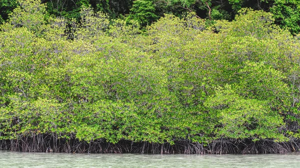 Nehir üzerindeki yeşil yaprakların manzarası
