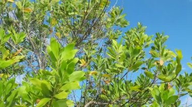 Çorak kumda güzel bir okaliptüs ağacı. Okaliptüs ağaçları kuraklığa dayanıklıdır..