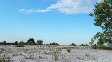 Çorak kumda güzel bir okaliptüs ağacı. Okaliptüs ağaçları kuraklığa dayanıklıdır..