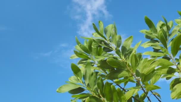 메마른 아름다운 유칼립투스 나무가 있습니다 유칼립투스 나무는 가뭄에 견디는 — 비디오
