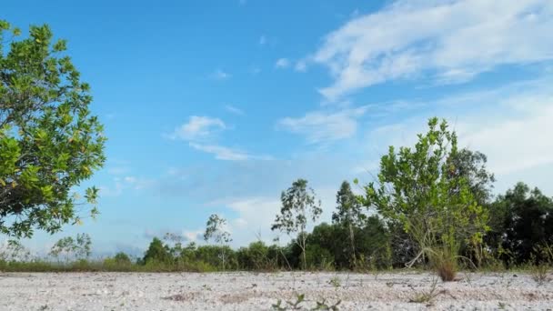 Прекрасне Евкаліптове Дерево Безплідному Піску Евкаліптові Дерева Стійкі Посухи — стокове відео