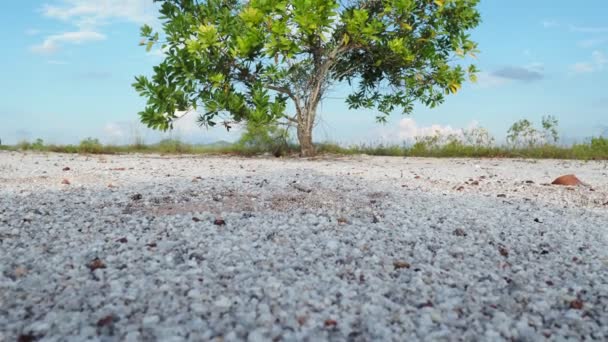不毛の砂の上に美しいユーカリの木 ユーカリの木は干ばつに強い — ストック動画