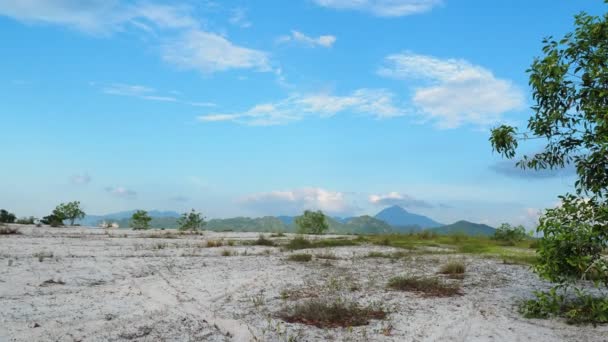 Çorak Kumda Güzel Bir Okaliptüs Ağacı Okaliptüs Ağaçları Kuraklığa Dayanıklıdır — Stok video