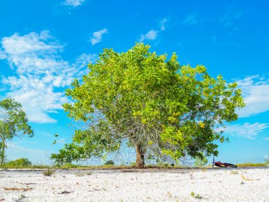 Çorak kumda güzel bir okaliptüs ağacı. Okaliptüs ağaçları kuraklığa dayanıklıdır..