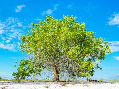 Çorak kumda güzel bir okaliptüs ağacı. Okaliptüs ağaçları kuraklığa dayanıklıdır..