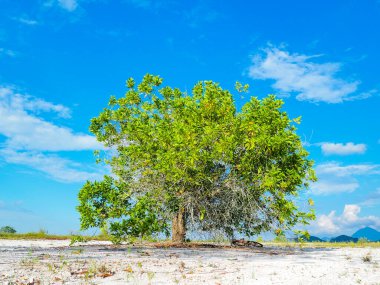Çorak kumda güzel bir okaliptüs ağacı. Okaliptüs ağaçları kuraklığa dayanıklıdır..