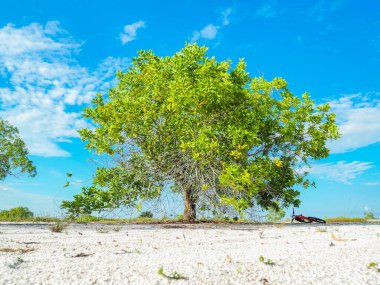 Çorak kumda güzel bir okaliptüs ağacı. Okaliptüs ağaçları kuraklığa dayanıklıdır..