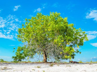 Çorak kumda güzel bir okaliptüs ağacı. Okaliptüs ağaçları kuraklığa dayanıklıdır..