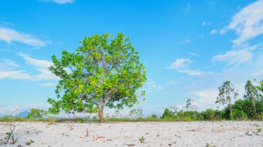 Çorak kumda güzel bir okaliptüs ağacı. Okaliptüs ağaçları kuraklığa dayanıklıdır..