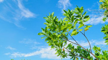 Çorak kumda güzel bir okaliptüs ağacı. Okaliptüs ağaçları kuraklığa dayanıklıdır..