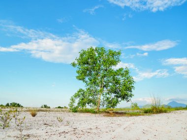 Çorak kumda güzel bir okaliptüs ağacı. Okaliptüs ağaçları kuraklığa dayanıklıdır..