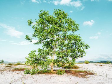 Çorak kumda güzel bir okaliptüs ağacı. Okaliptüs ağaçları kuraklığa dayanıklıdır..