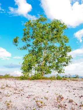 Çorak kumda güzel bir okaliptüs ağacı. Okaliptüs ağaçları kuraklığa dayanıklıdır..