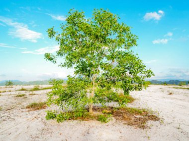 Çorak kumda güzel bir okaliptüs ağacı. Okaliptüs ağaçları kuraklığa dayanıklıdır..