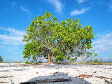 Çorak kumda güzel bir okaliptüs ağacı. Okaliptüs ağaçları kuraklığa dayanıklıdır..