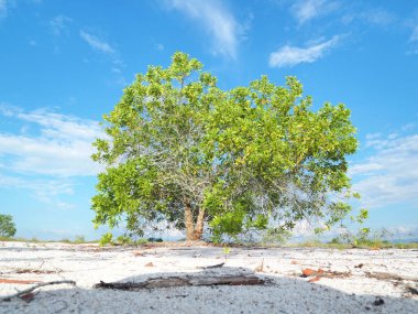 Çorak kumda güzel bir okaliptüs ağacı. Okaliptüs ağaçları kuraklığa dayanıklıdır..