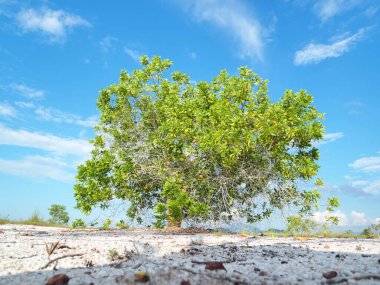 Çorak kumda güzel bir okaliptüs ağacı. Okaliptüs ağaçları kuraklığa dayanıklıdır..