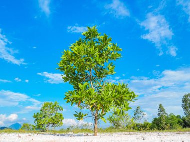 Çorak kumda güzel bir okaliptüs ağacı. Okaliptüs ağaçları kuraklığa dayanıklıdır..