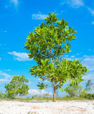 Çorak kumda güzel bir okaliptüs ağacı. Okaliptüs ağaçları kuraklığa dayanıklıdır..