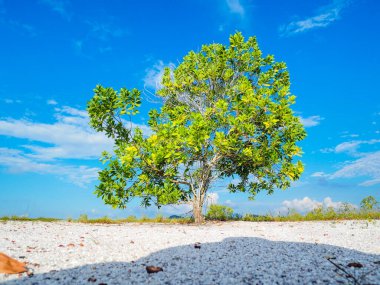 Çorak kumda güzel bir okaliptüs ağacı. Okaliptüs ağaçları kuraklığa dayanıklıdır..