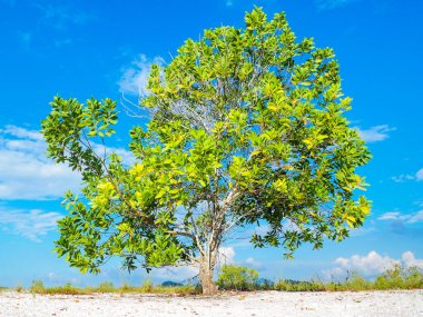 Çorak kumda güzel bir okaliptüs ağacı. Okaliptüs ağaçları kuraklığa dayanıklıdır..