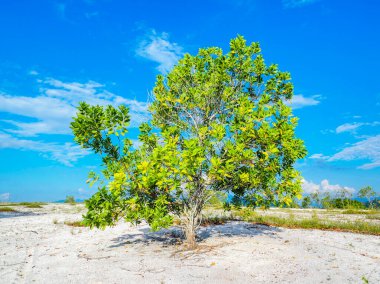 Çorak kumda güzel bir okaliptüs ağacı. Okaliptüs ağaçları kuraklığa dayanıklıdır..