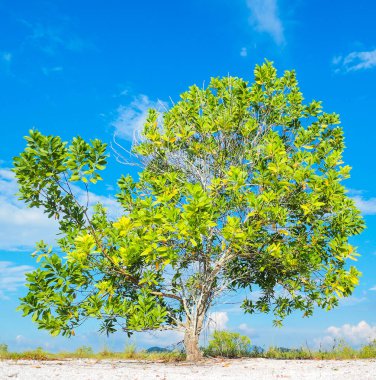 Çorak kumda güzel bir okaliptüs ağacı. Okaliptüs ağaçları kuraklığa dayanıklıdır..