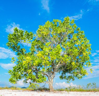 Çorak kumda güzel bir okaliptüs ağacı. Okaliptüs ağaçları kuraklığa dayanıklıdır..