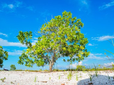 Çorak kumda güzel bir okaliptüs ağacı. Okaliptüs ağaçları kuraklığa dayanıklıdır..