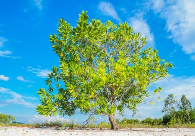 Çorak kumda güzel bir okaliptüs ağacı. Okaliptüs ağaçları kuraklığa dayanıklıdır..