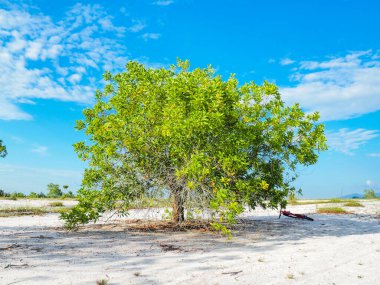 Çorak kumda güzel bir okaliptüs ağacı. Okaliptüs ağaçları kuraklığa dayanıklıdır..